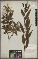 Foto von Salix alba L. x Salix fragilis L.
